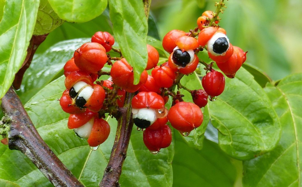 Beneficios y propiedades del guaraná