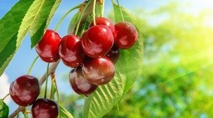 Calorías de las cerezas