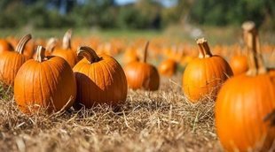 Calabaza: propiedades y beneficios